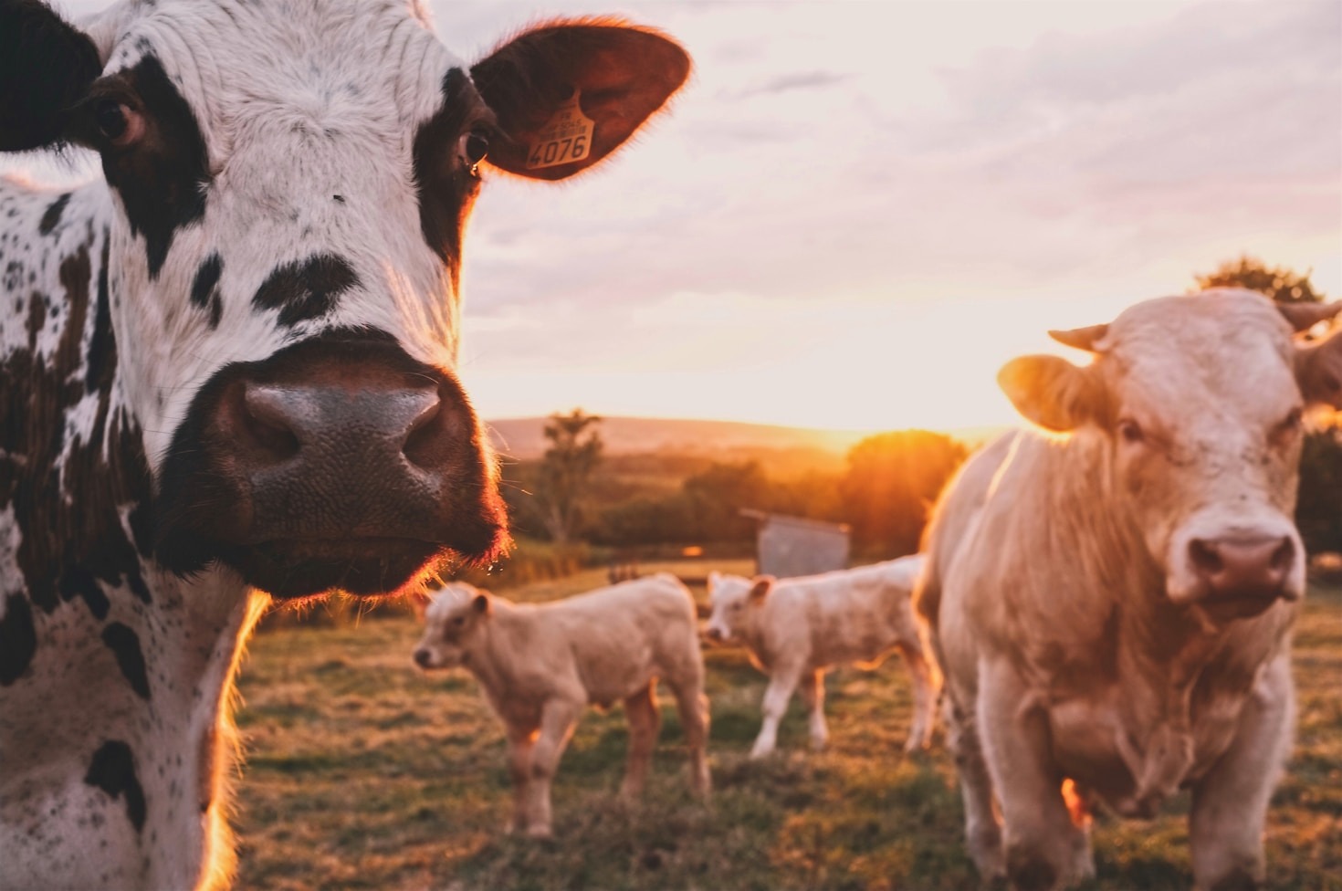 Transforming Nigeria Agriculture